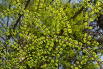 dawn redwood or Metasequoia glyptostroboides