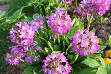 Fototapeta premium Purple primrose in the garden on a sunny day