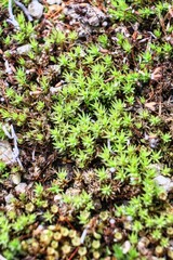 庭に生えた緑が綺麗な沢山のセダム