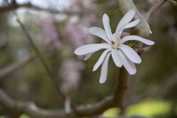 star magnolia close up with some blank space