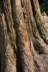 bark of a dawn redwood tree