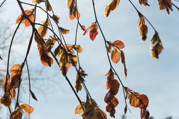 young beech (fagus) leaves and branches on a blue sky