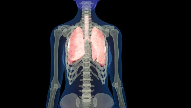 Human Respiratory System Lungs Anatomy Animation Concept. 3D