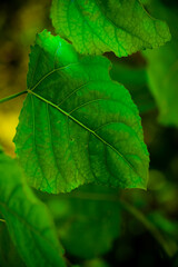 close up of green leaf