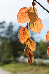 beech leaves in spring