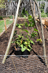 Backyard raised bed garden