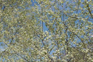 young poplar trees on a blue sky in spring