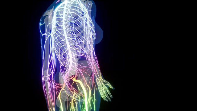 Central Organ of Human Nervous System Brain Anatomy. Human Central Nervous System Brain Anatomy. 3D animation