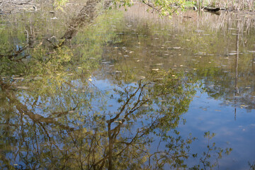 reflection of trees in the water