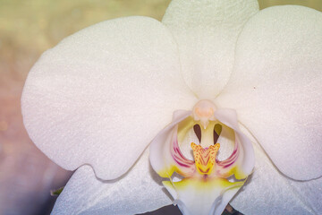 Close-up of a beautiful white orchid. White orchid up close. Home flower