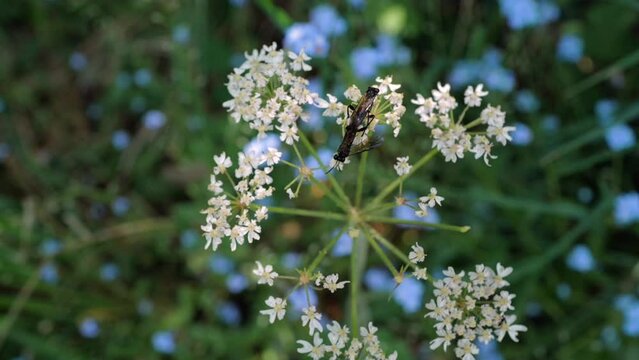 accouplement d'insectes sur des fleurs blanches