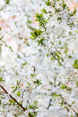  A cherry tree blooming in spring garden. Cherry flowers background. Floral spring background