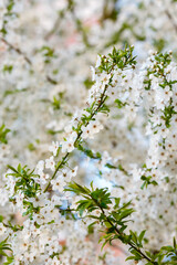 A cherry tree blooming in spring garden. Cherry flowers background. Floral spring background