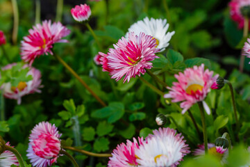 Double daisies on natural background. Pink daisies in the garden. Beautiful flowers of daisies