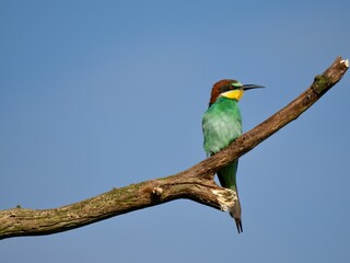 European Bee-Eater