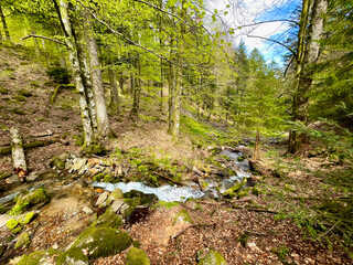 Quietly flowing stream in the middle of the mountain forest in late summer