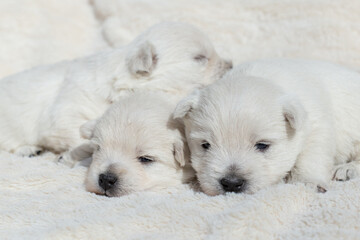 Beautiful puppies West Highland White Terrier on a white soft blanket.	