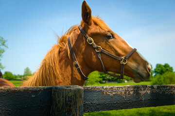 Portrait of Thoroughbred horse looking over a fence