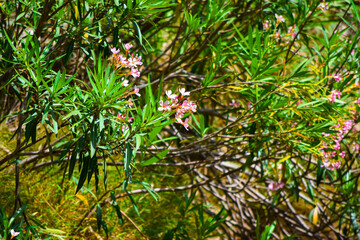 leaves in the forest