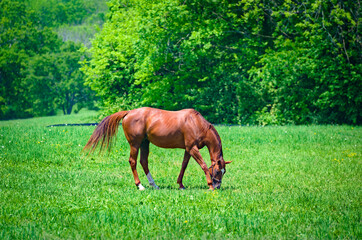 Horse grazing in a field on a horse farm