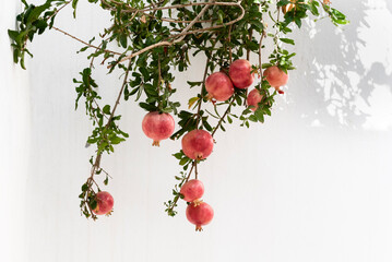 Pomegranate tree with fruits against white wall