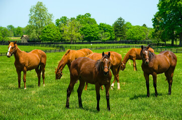 Herd of Horses in a pasture in the Spring