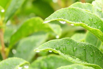 Fototapeta na wymiar 雨の後みずみずしい水滴を乗せた葉２