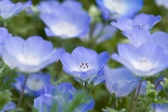 瑠璃唐草 の画像 3 010 件の Stock 写真 ベクターおよびビデオ Adobe Stock