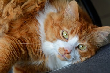 Ginger cat beautiful portrait close up 