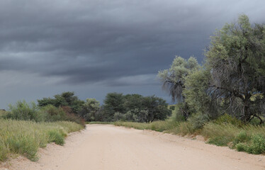 Moody or Dramatic sky and dirt road in the Kgalagadi, South Africa