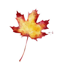 Watercolor autumn maple leaf isolated on white background.