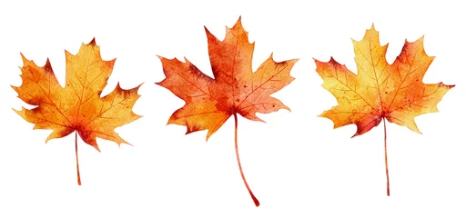 Foto op Plexiglas Set of watercolor autumn maple leaves isolated on white background. © Nataliia Pyzhova