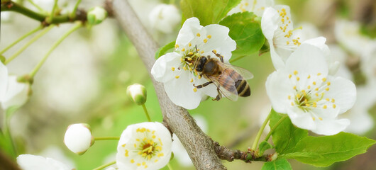The bee sits on a flower of a bush blossoming cherry tree and pollinates him . Spring beautiful...