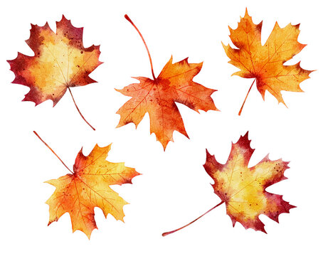 Set of watercolor autumn maple leaves isolated on white background.