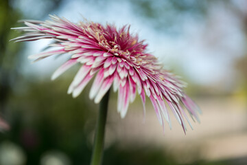 gerbera daisy close up - profile