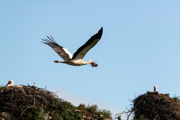 Cigogne blanche, nid,. Ciconia ciconia, White Stork, Chateau de la Rivière, Parc Naturel Régional des Marais du Cotentin et du Bessin, Manche, 50