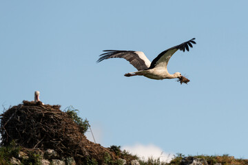 Obraz premium Cigogne blanche, nid,. Ciconia ciconia, White Stork, Chateau de la Rivière, Parc Naturel Régional des Marais du Cotentin et du Bessin, Manche, 50