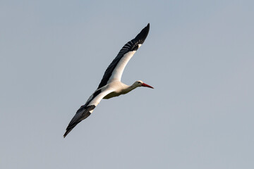 Fototapeta na wymiar Cigogne blanche, .Ciconia ciconia, White Stork