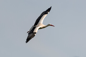 Cigogne blanche, .Ciconia ciconia, White Stork