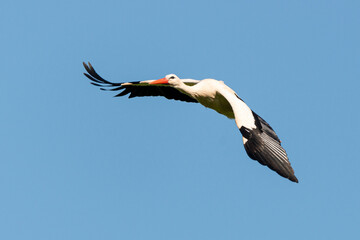 Cigogne blanche, .Ciconia ciconia, White Stork