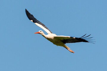 Cigogne blanche, .Ciconia ciconia, White Stork