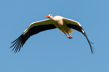 Cigogne blanche, .Ciconia ciconia, White Stork