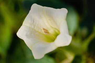 Fototapeta premium close up of a white flower