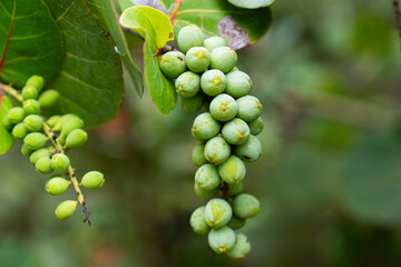 Ripening seagrape or Uvita playera hanging from a branch in natural environment with copy space.