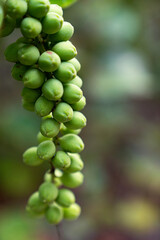 Ripening seagrape or Uvita playera hanging from a branch in natural environment with copy space.