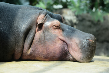 hippopotamus resting on rock