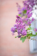 floraison de lilas au printemps, lilac flowers blooming in spring