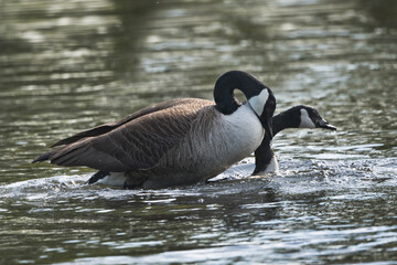 Canadian geese mating