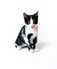 The kitten licks itself after eating, shows its tongue. White background
