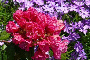 Azalee im Blumenbeet